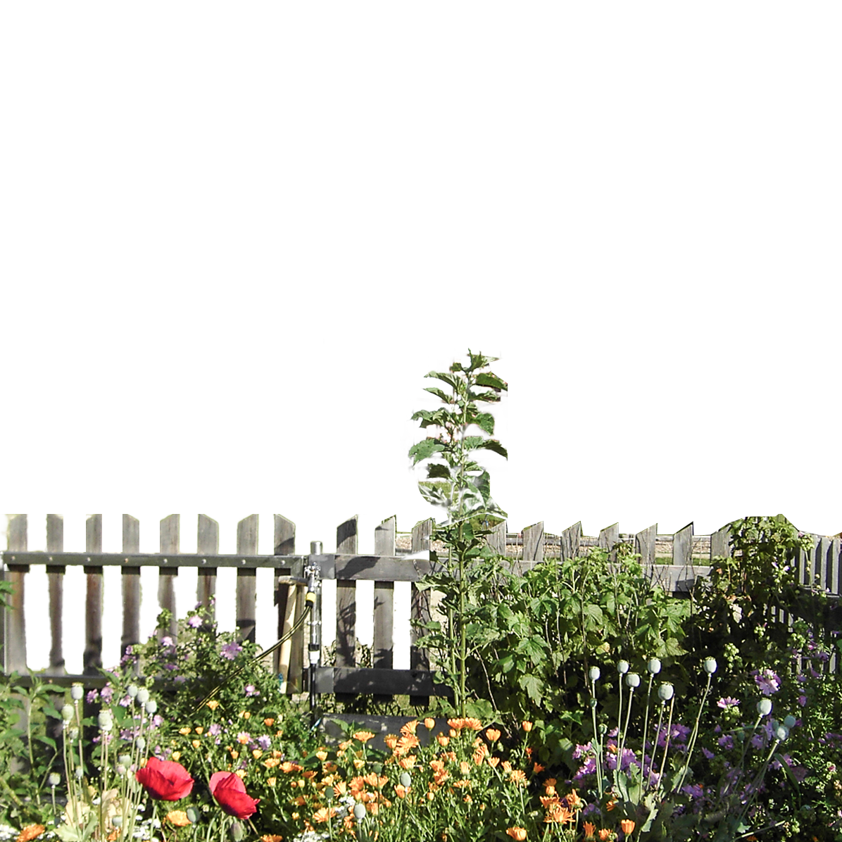 Höhlensteinhaus mit Blumenwiese